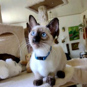 Female Siamese Kitten Joy Available in USA & Canada