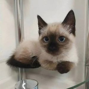 Female Siamese Kitten Winnie for Sale in USA & Canada