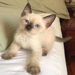 Siamese Kitten Aggie for Sale in USA & Canada