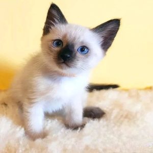 Female Siamese Kitten Marie for Sale in USA & Canada