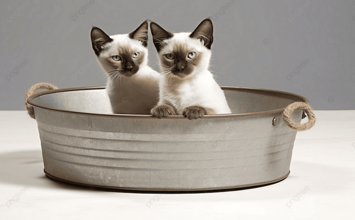 Purebred Siamese kitten with blue eyes at AllanSiameseCattery USA