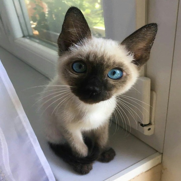 Male Siamese Kitten Sammy for Sale in USA & Canada