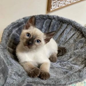 Female Siamese Kitten Anna for Sale in USA & Canada