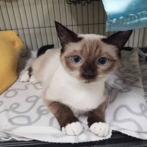 Male Siamese Kitten Giddy Available in USA & Canada