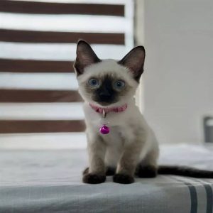 Male Siamese Kitten Serge for Sale in USA & Canada