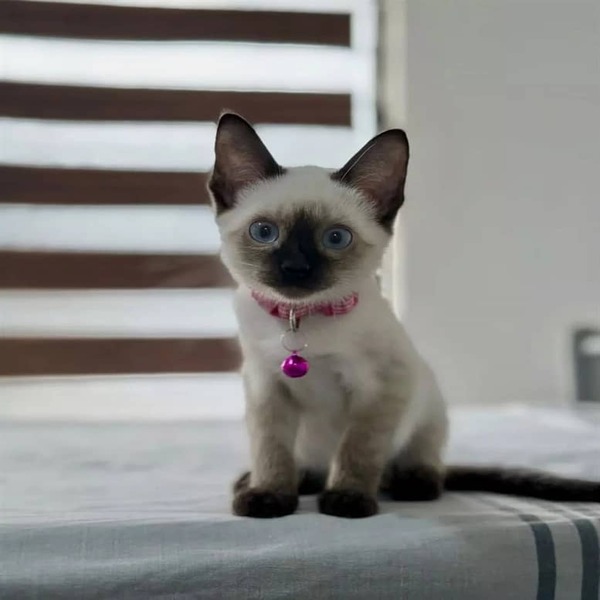 Male Siamese Kitten Serge for Sale in USA & Canada