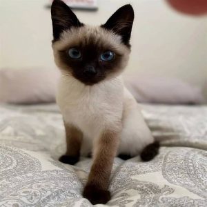 Male Siamese Kitten Carlis for Sale in USA & Canada