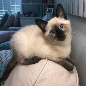 Male Siamese Kitten Ali Available in USA & Canada