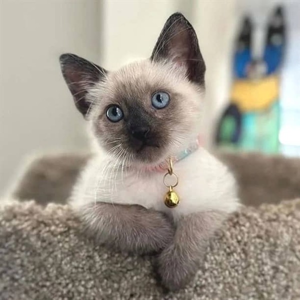 Female Siamese Kitten Gloria for Sale in USA & Canada