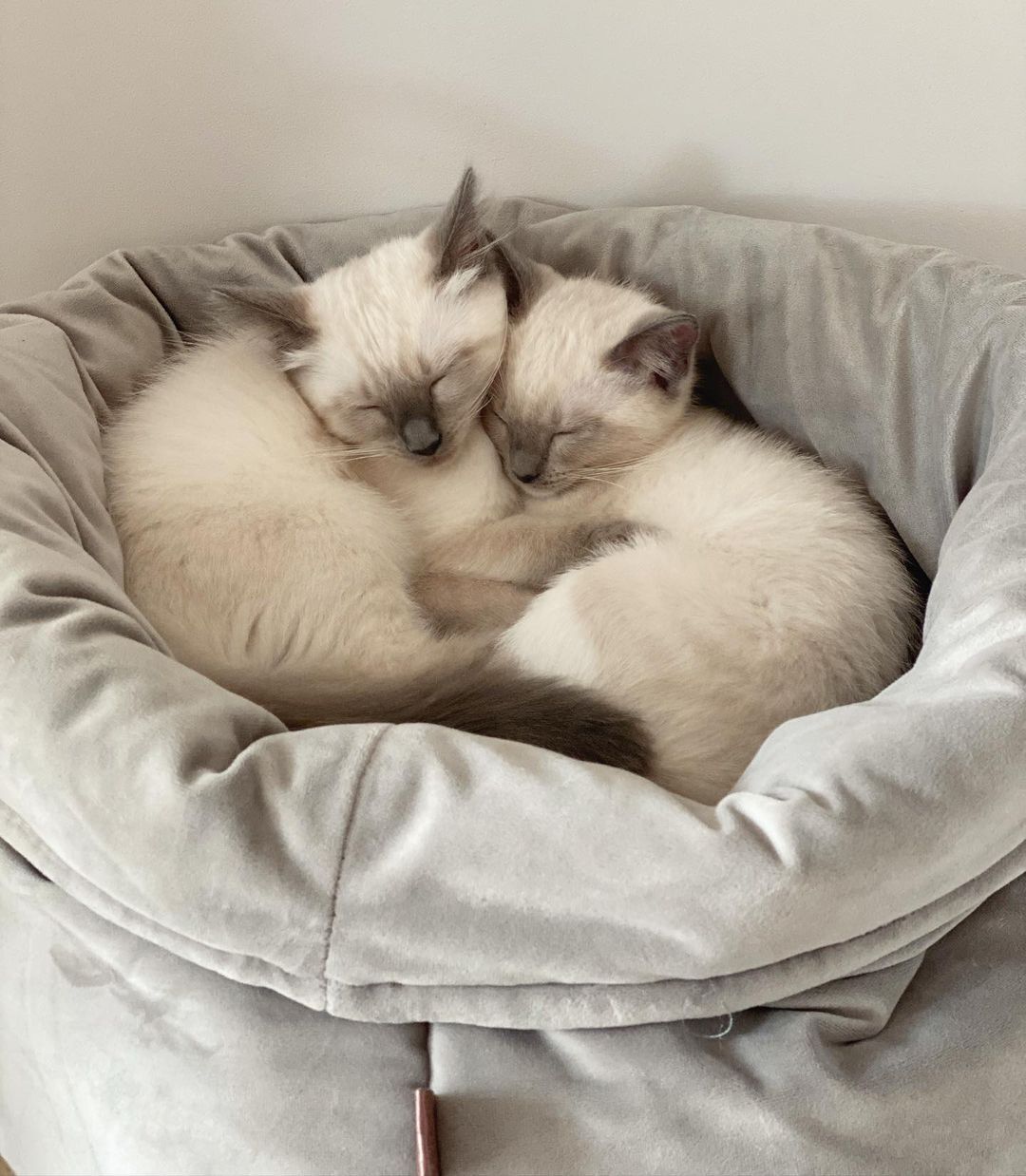 Affectionate Siamese kitten playing indoors USA breeder